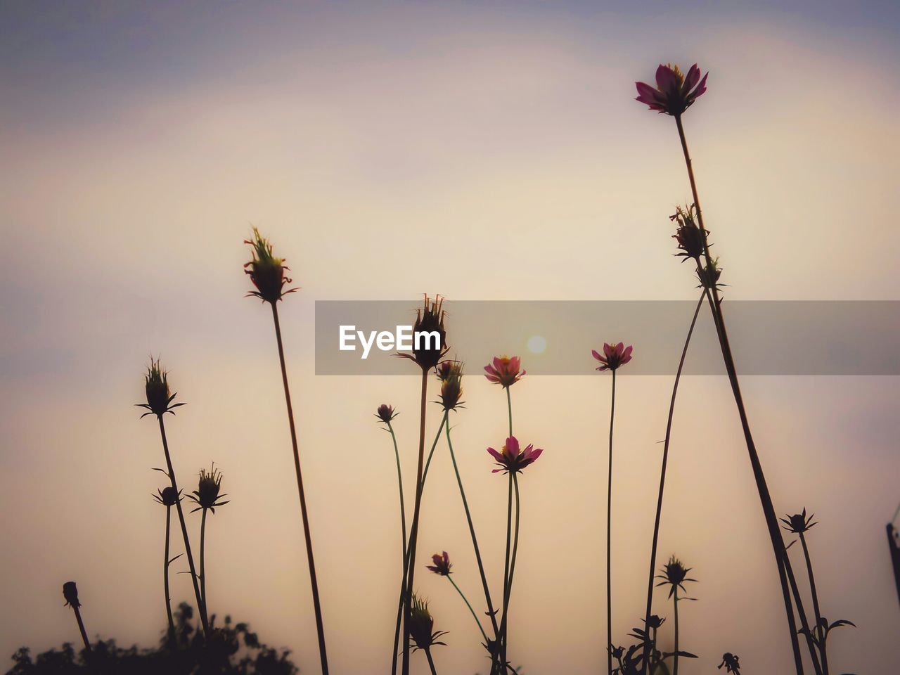 Low angle view of flowers blooming against sky during sunset