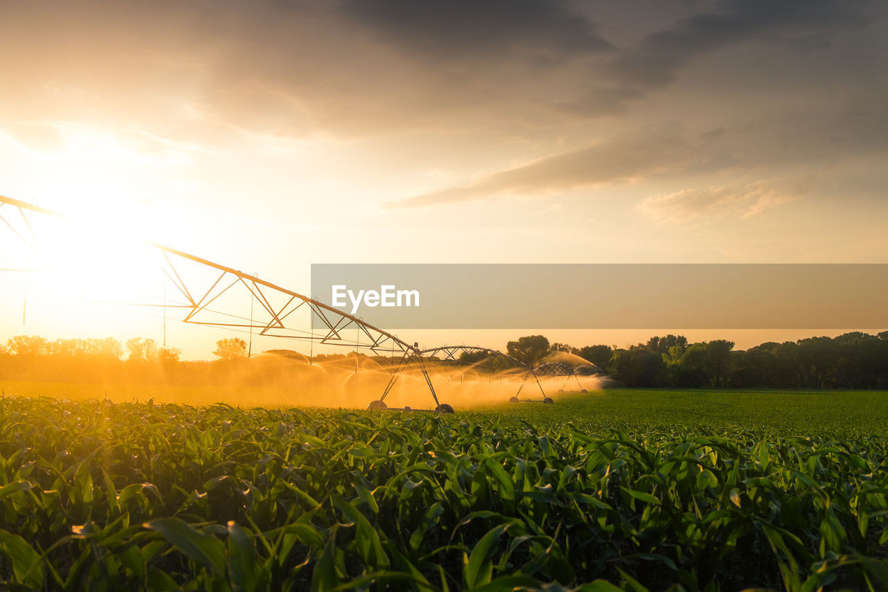 Irrigation system at sunset pouring water over corn field