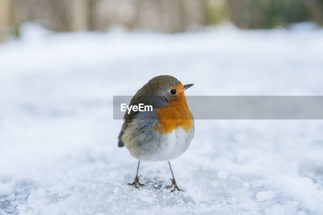 animal themes, animal, bird, animal wildlife, winter, snow, cold temperature, wildlife, one animal, robin, nature, frozen, day, no people, outdoors, beak, close-up, full length, beauty in nature, environment, focus on foreground