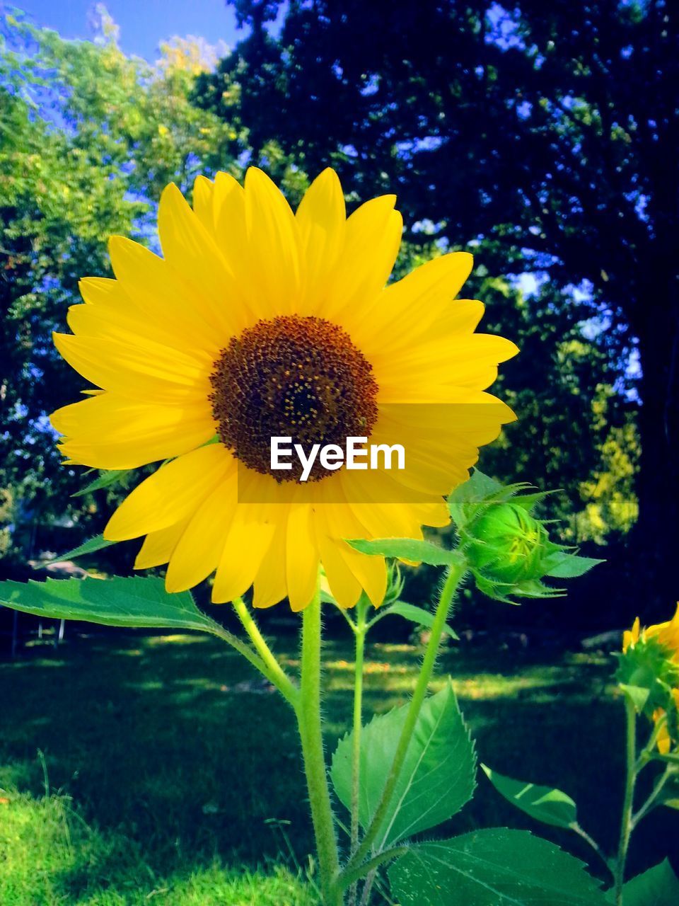 SUNFLOWERS BLOOMING ON FIELD AGAINST SKY