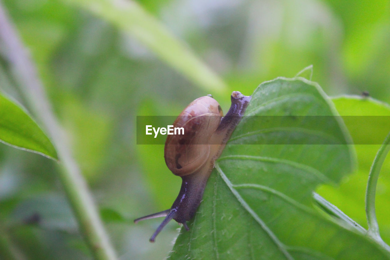 CLOSE-UP OF SNAILS ON PLANT