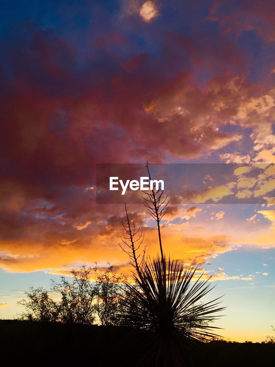 SILHOUETTE OF TREES AT SUNSET