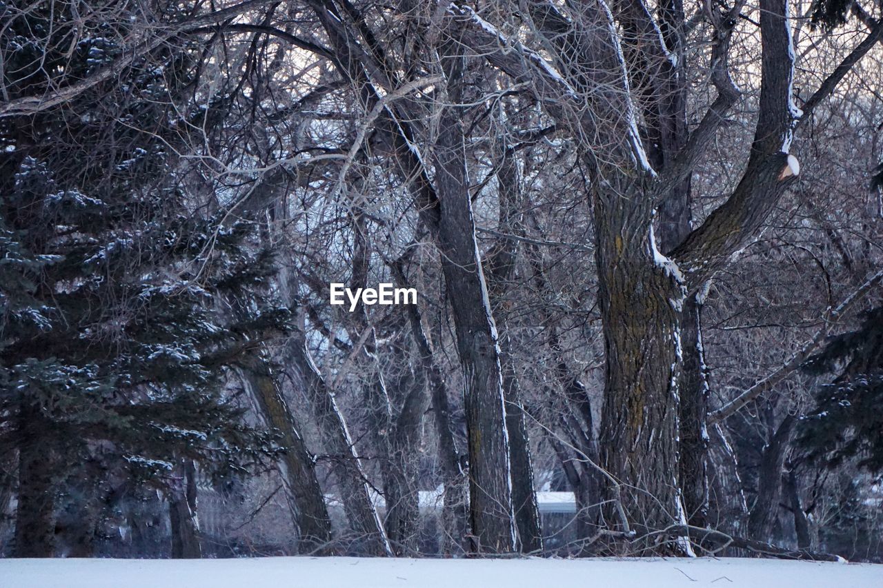 SNOW COVERED TREES IN FOREST