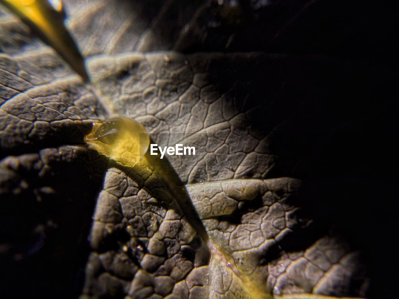 CLOSE-UP OF DEAD PLANT IN WATER