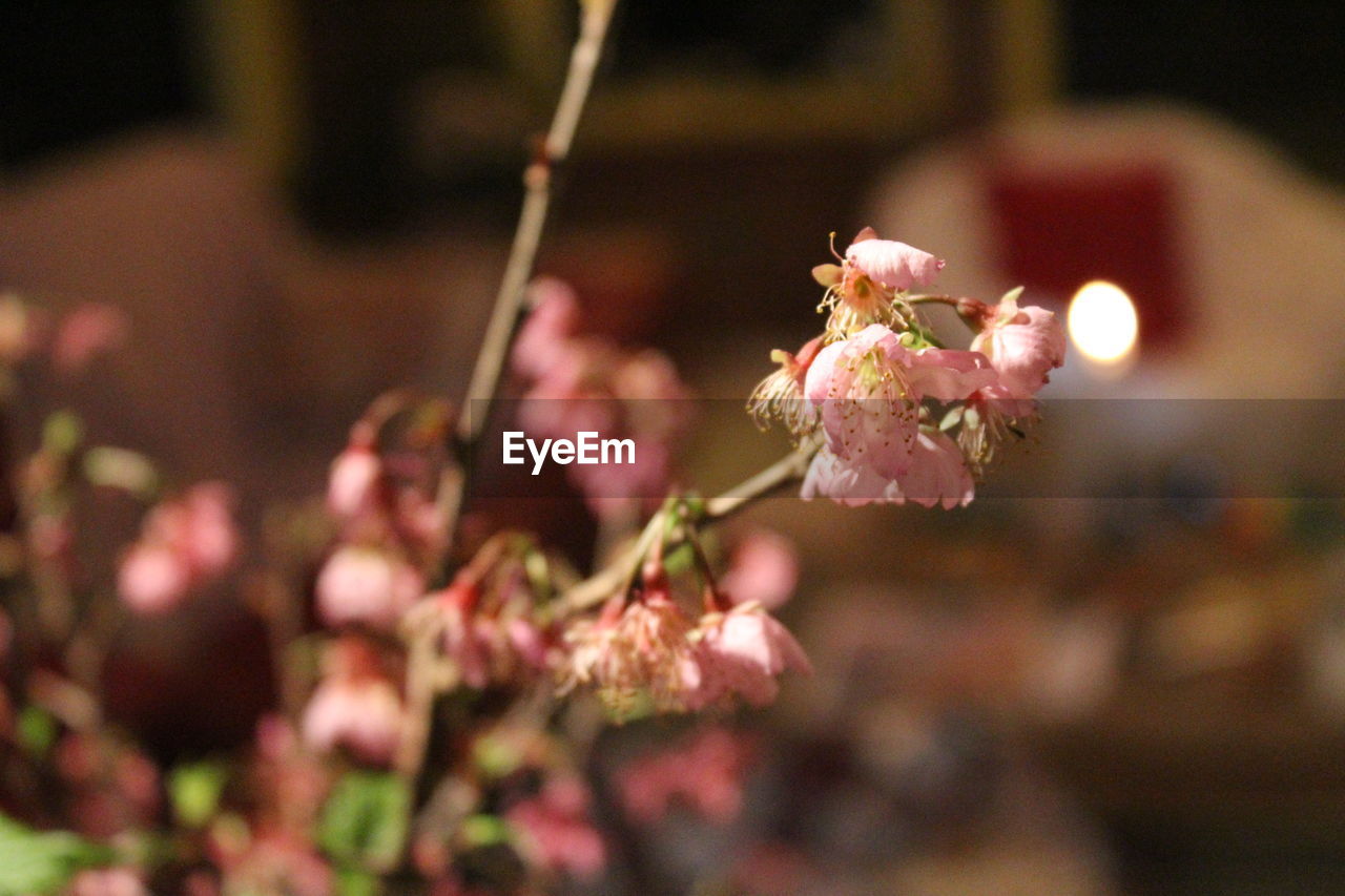 CLOSE-UP OF PINK CHERRY BLOSSOMS