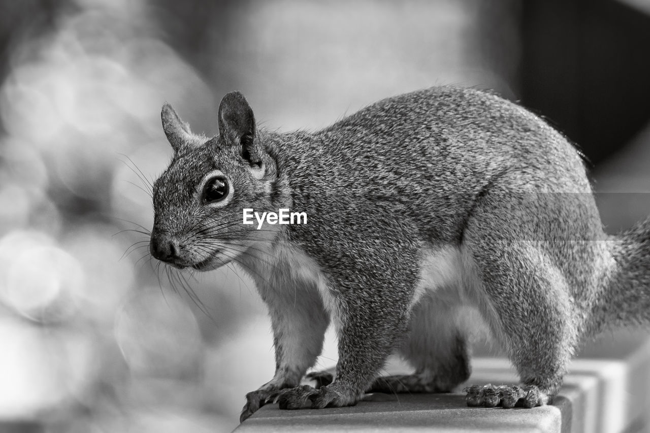 SIDE VIEW OF SQUIRREL