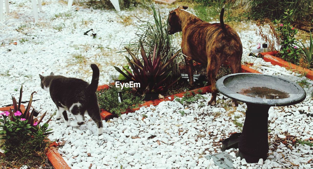 BLACK CAT STANDING IN A FARM