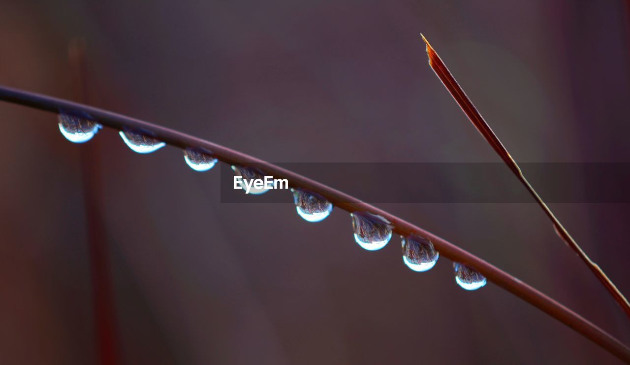 water, drop, macro photography, close-up, moisture, dew, line, red, wet, no people, light, nature, reflection, focus on foreground, rain, indoors, purity, leaf