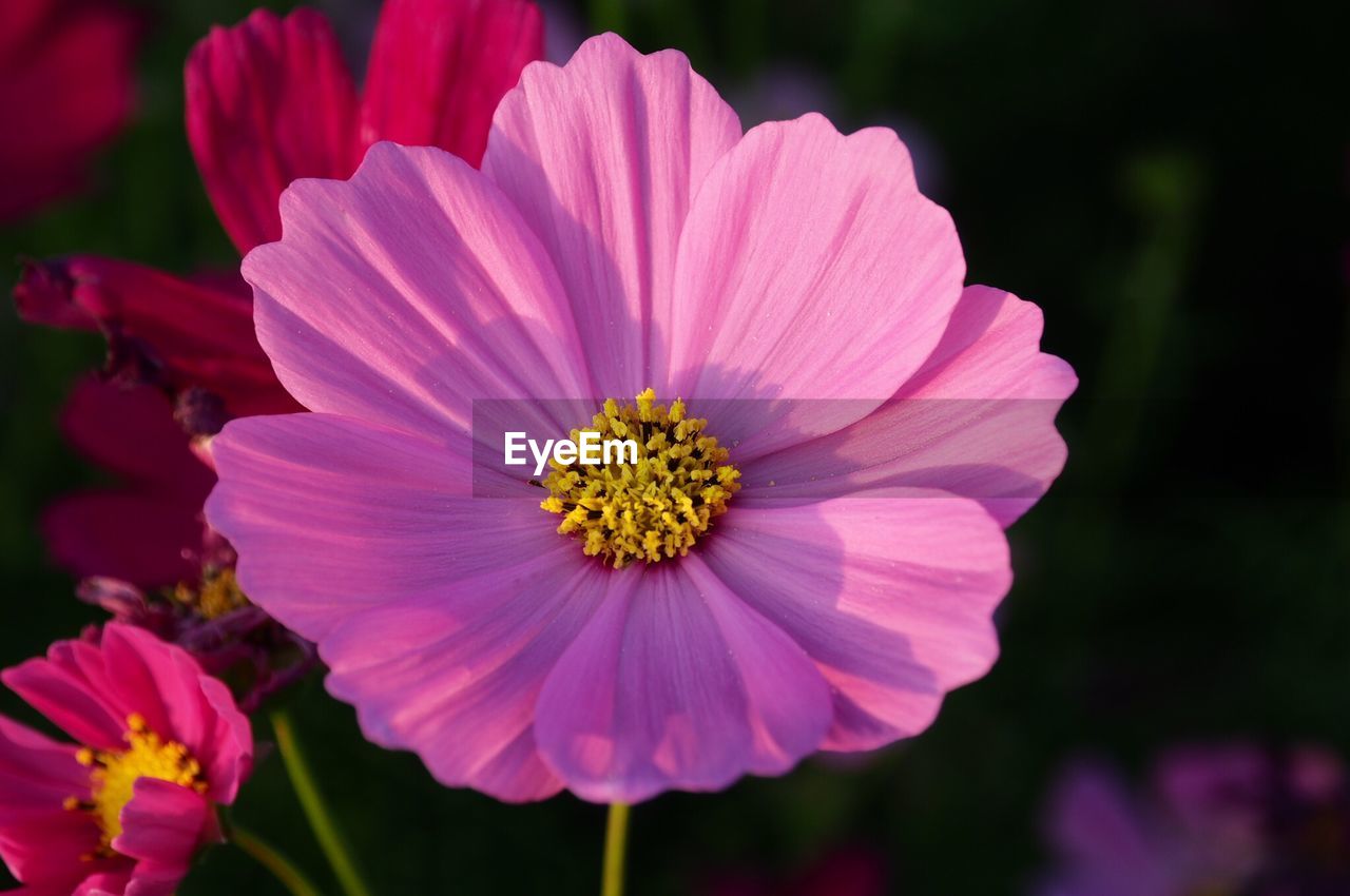 CLOSE-UP OF PINK COSMOS BLOOMING OUTDOORS