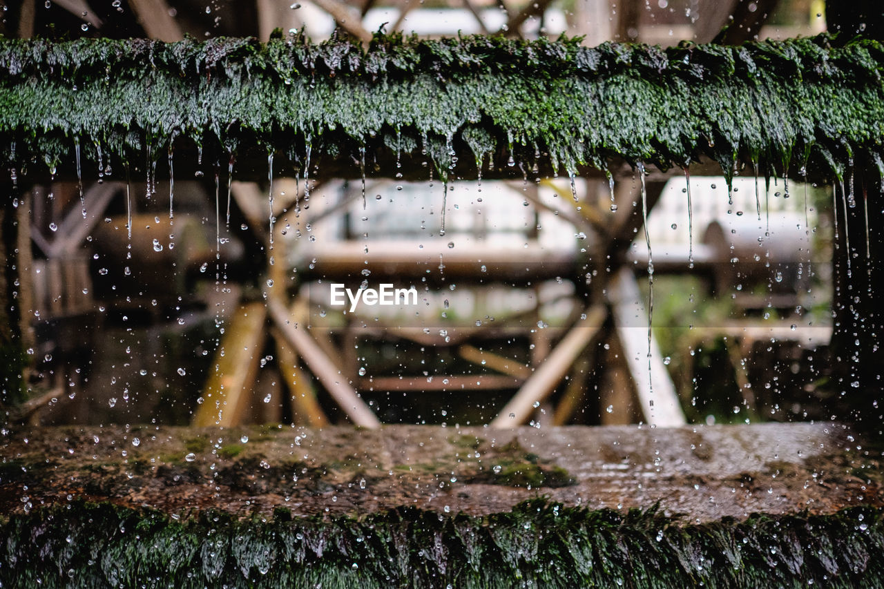 Water dripping from moss covered waterwheel