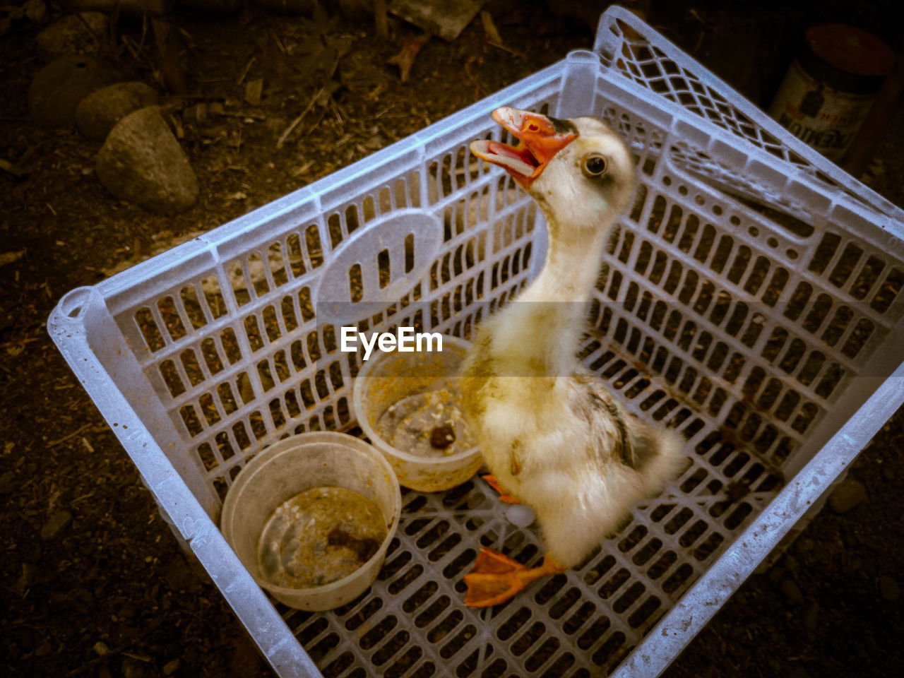 HIGH ANGLE VIEW OF A BIRD IN A CAGE