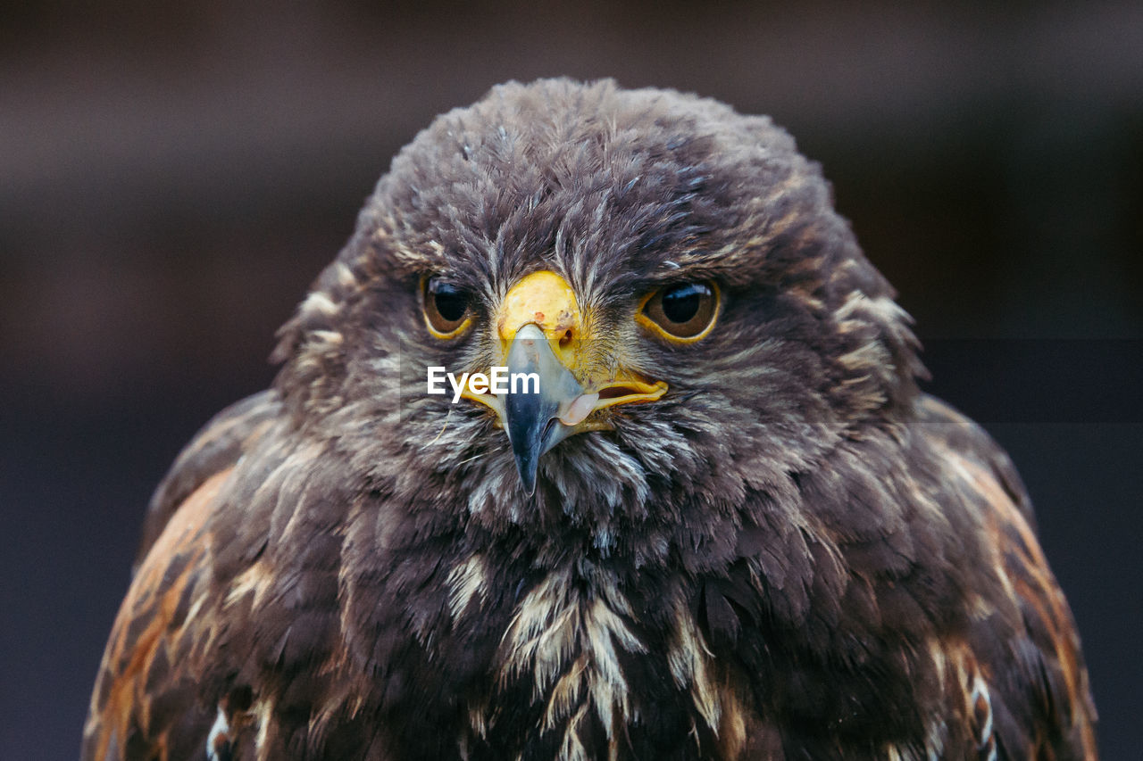 Close-up of eagle