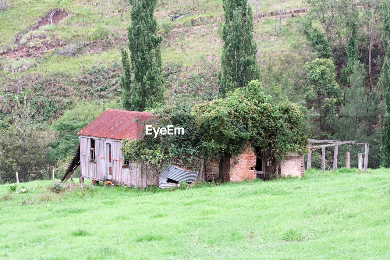 TREES AND PLANTS ON FIELD IN A HOUSE