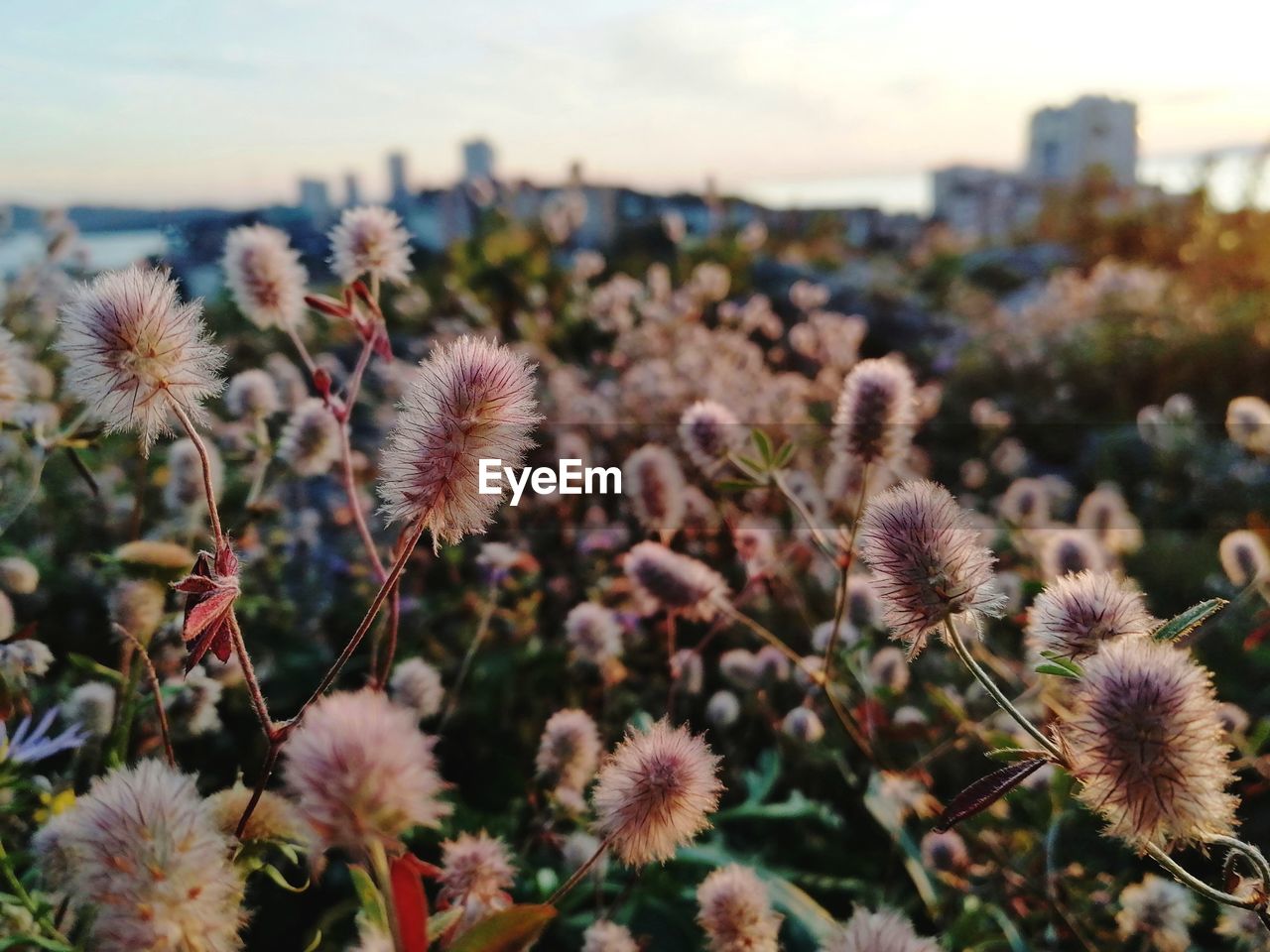 Close-up of flowering plants on field