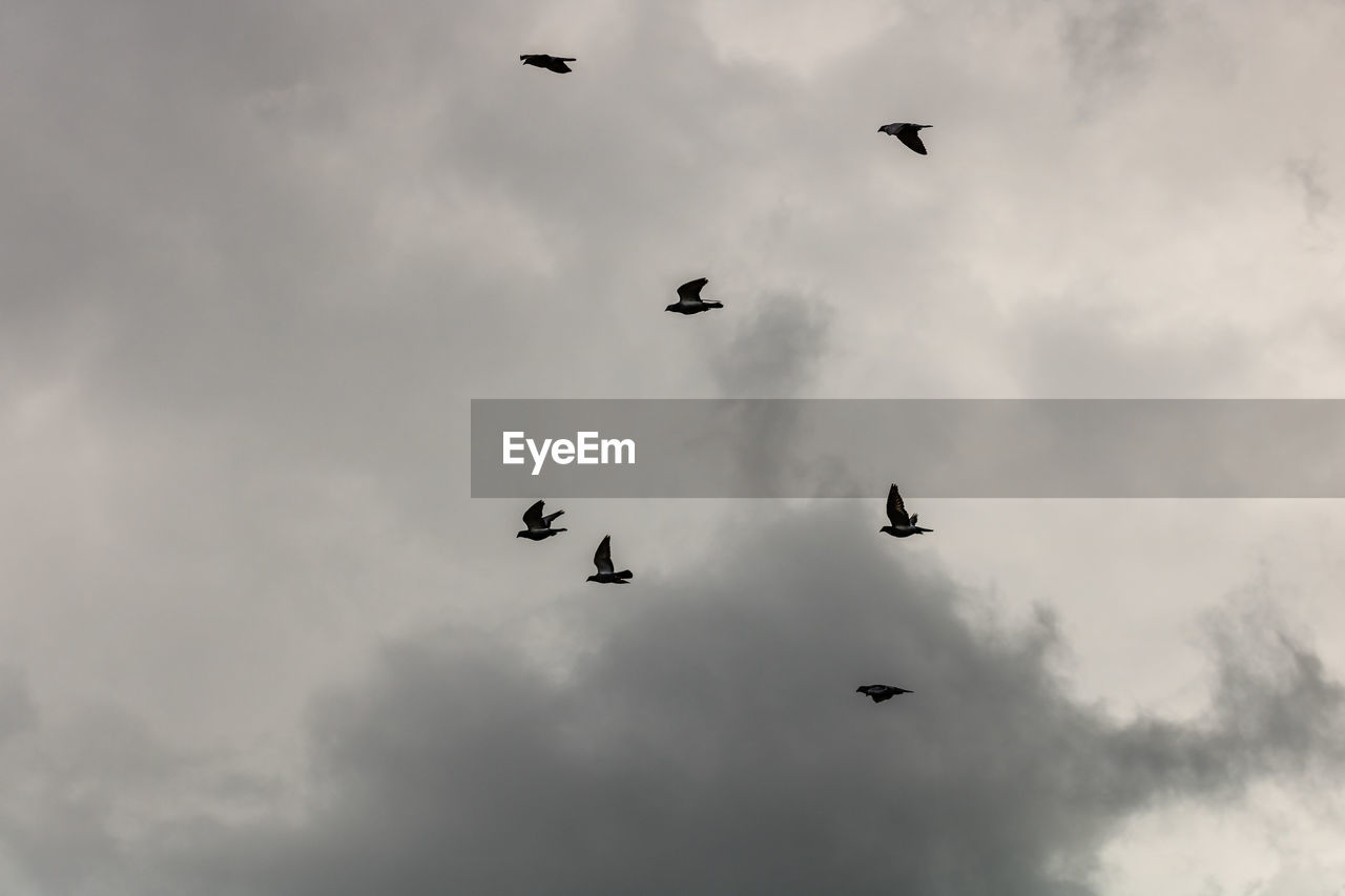 LOW ANGLE VIEW OF BIRDS FLYING