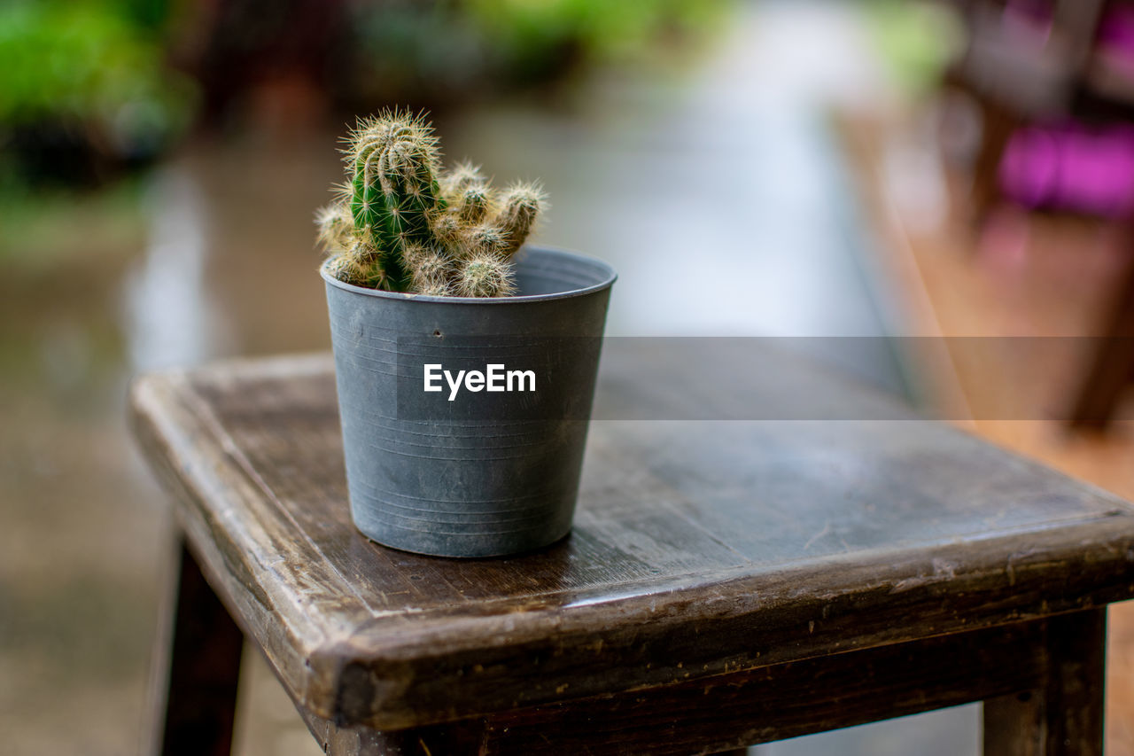 Close-up of potted plant on table