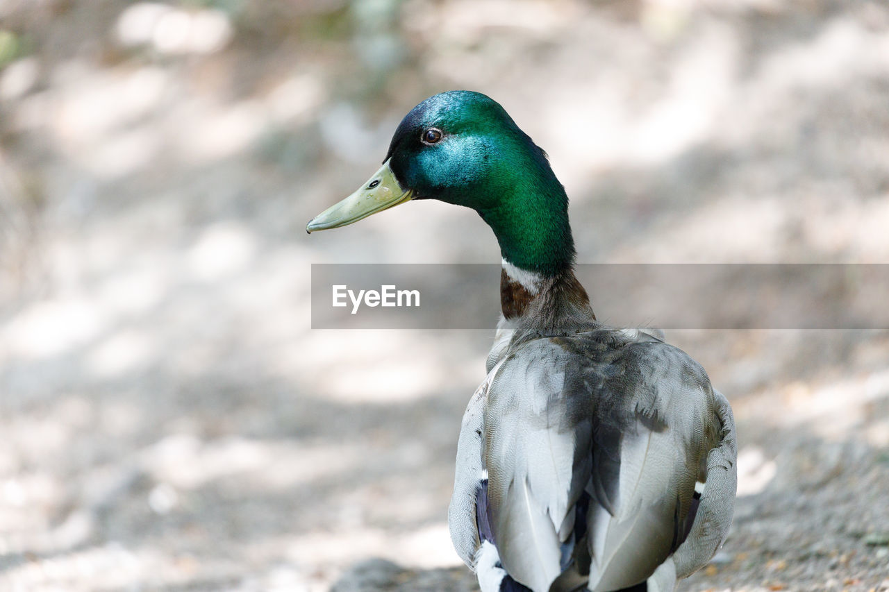 CLOSE-UP OF MALLARD DUCK