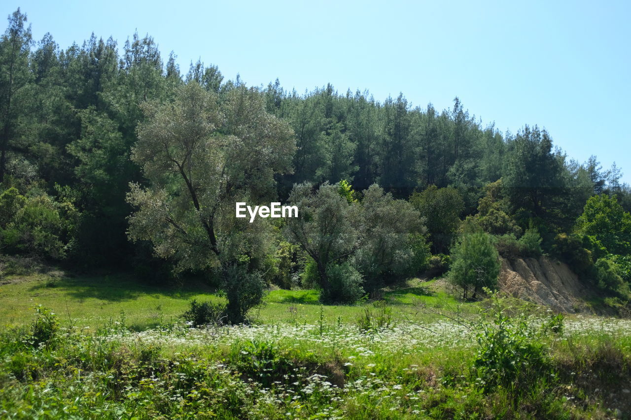 TREES AND PLANTS ON FIELD AGAINST SKY