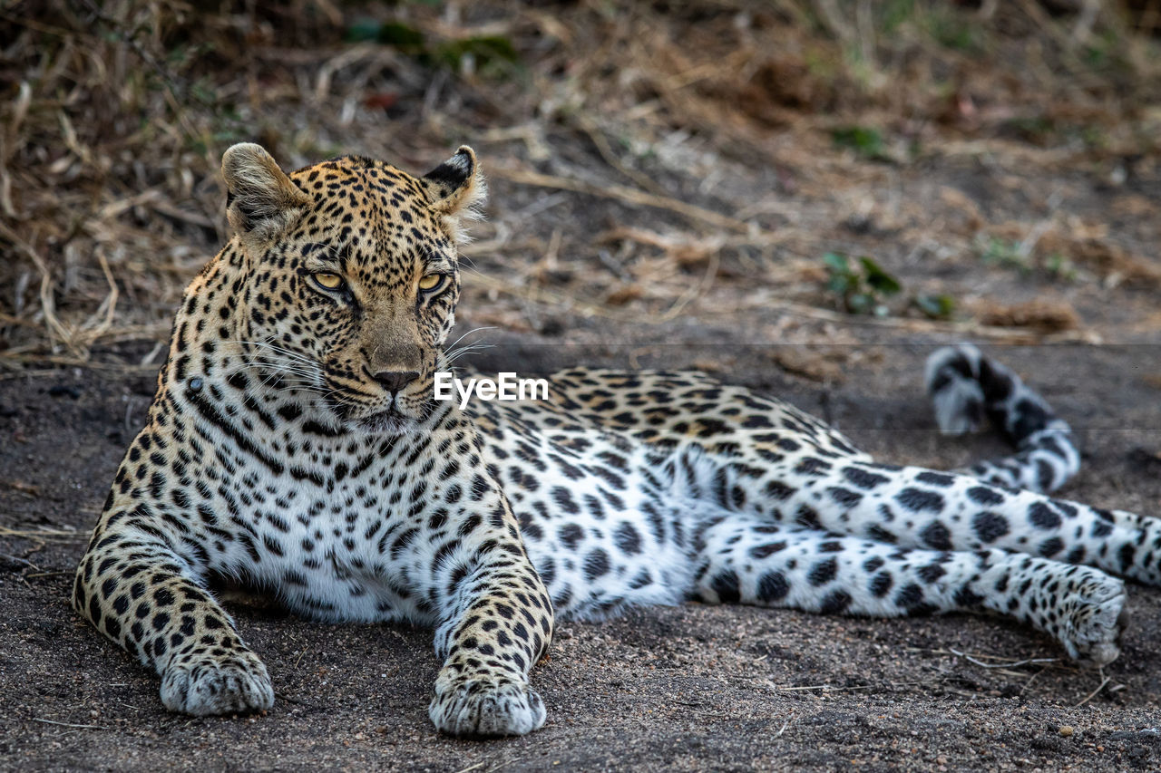 leopard standing on field