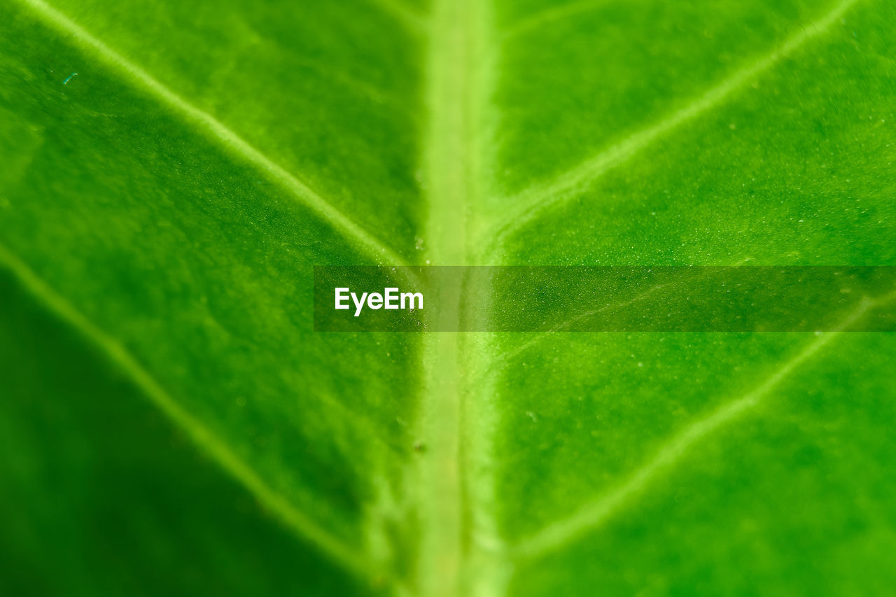 FULL FRAME SHOT OF LEAF