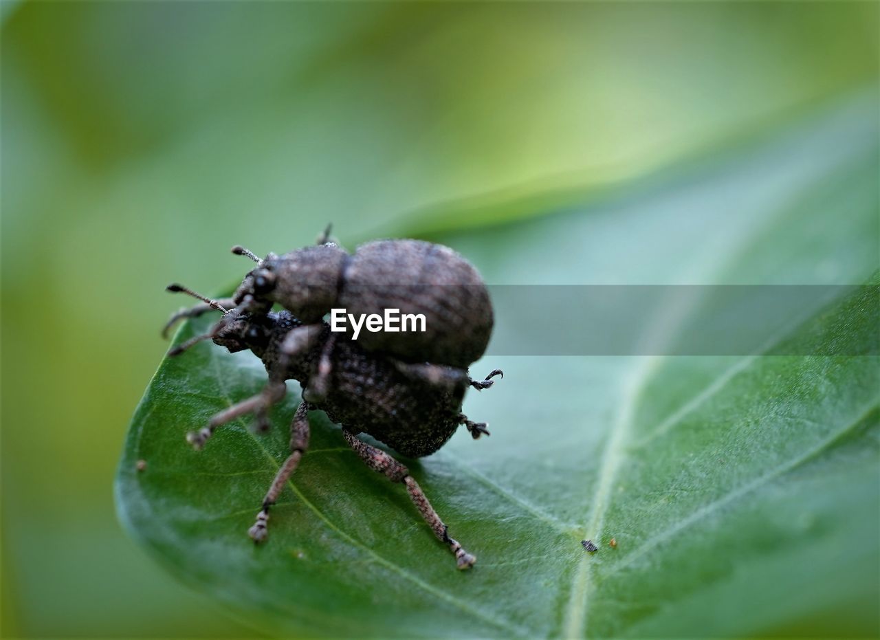 Close-up of the boll weevil mating pair on green leaf