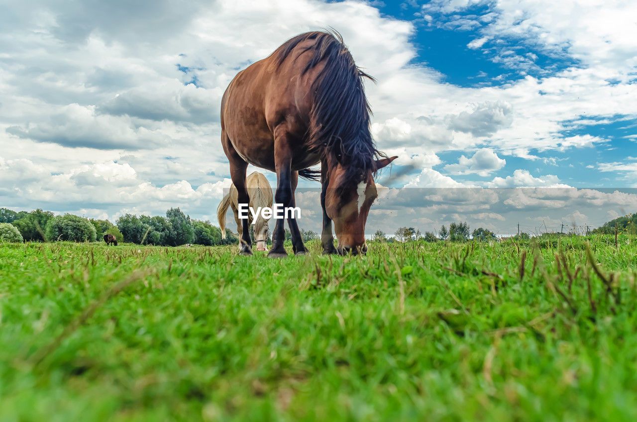 Meadow landscape brown horse with white spot on forehead grazes on grass. low view angle. 