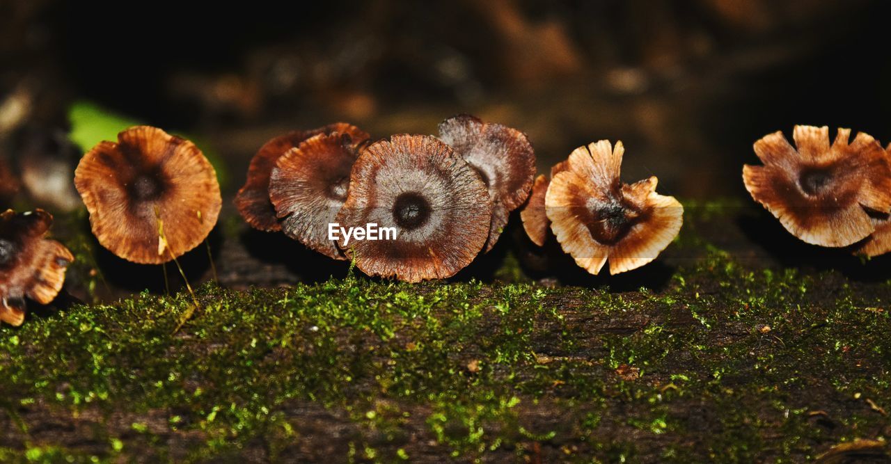 Close-up of mushrooms