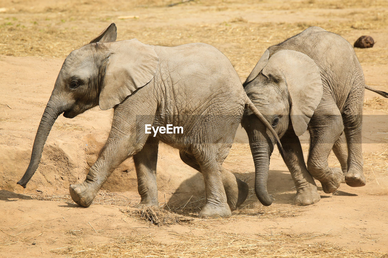 Elephants in zoo