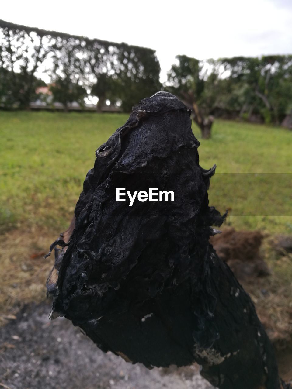 CLOSE-UP OF TREE STUMP ON BARK