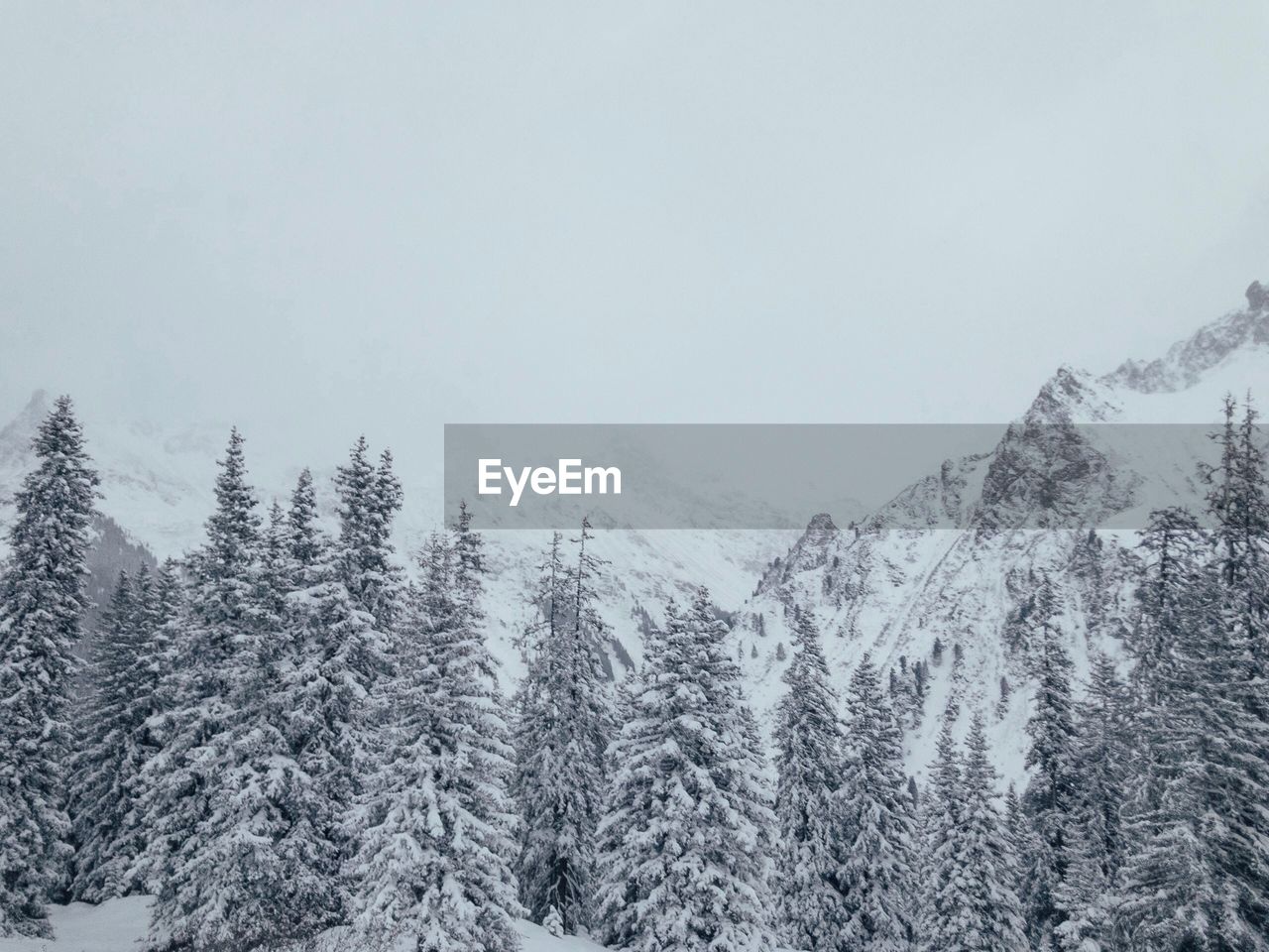 Pine trees on snowcapped mountains against sky