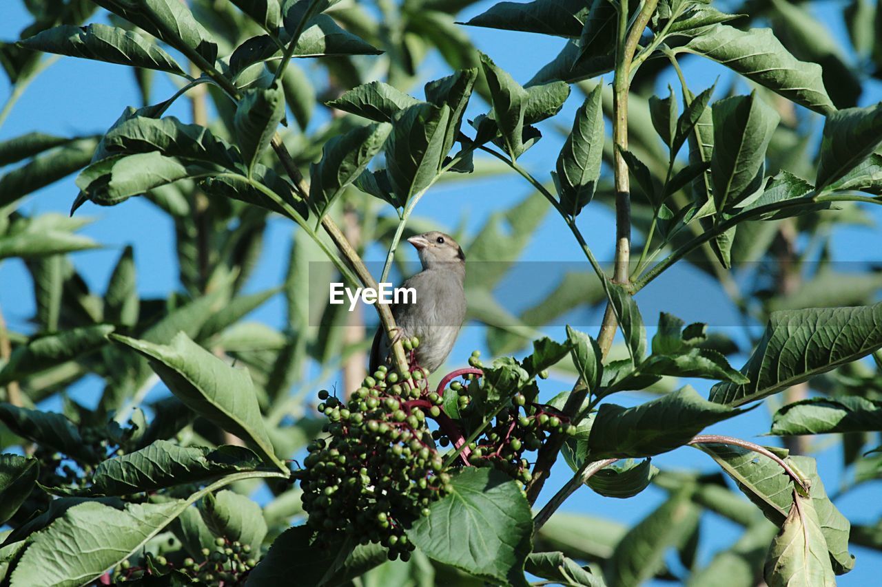 View of bird in tree