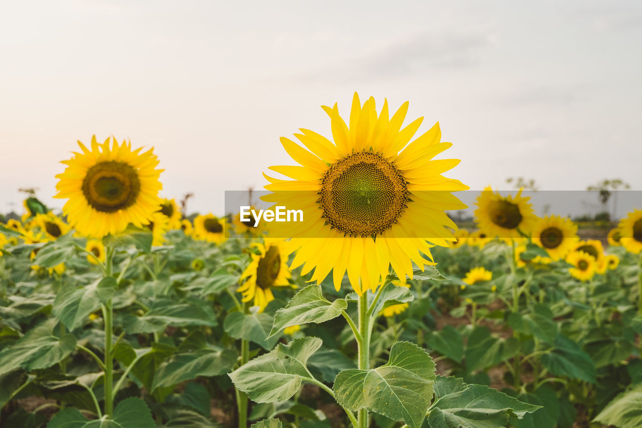 Sunflowers growing on field against sky