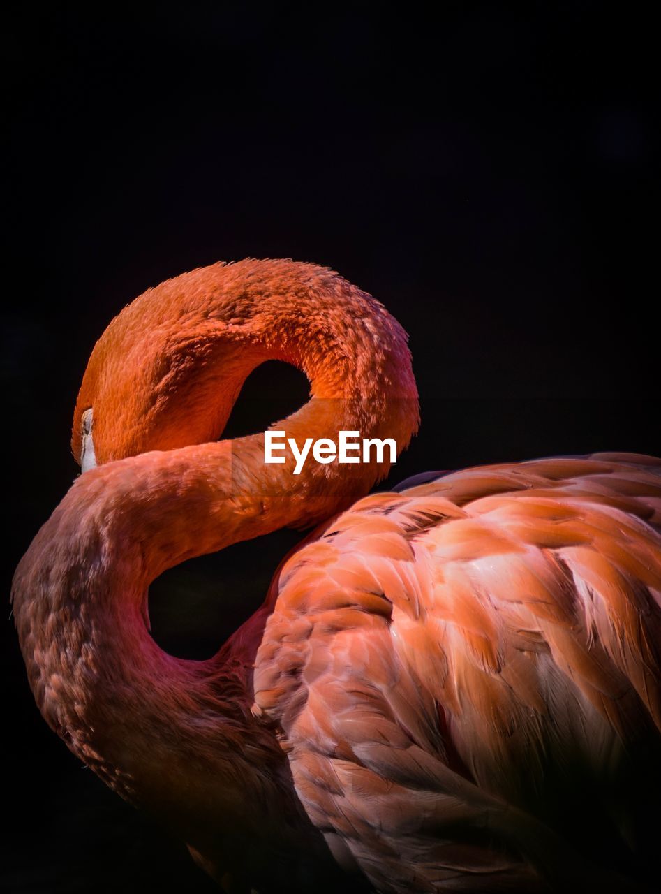 CLOSE-UP OF BIRD