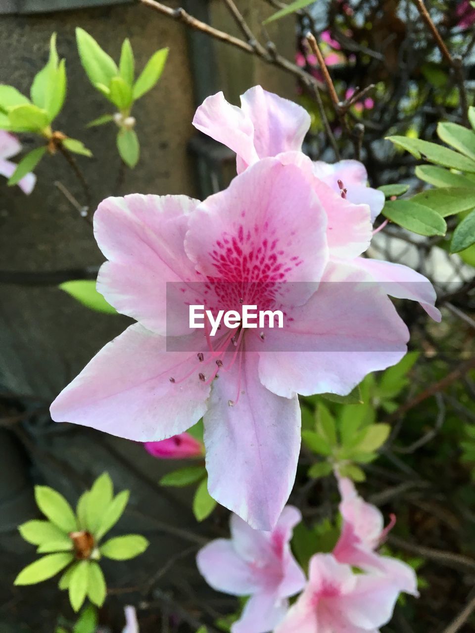 CLOSE-UP OF PINK FLOWER BLOOMING IN PARK