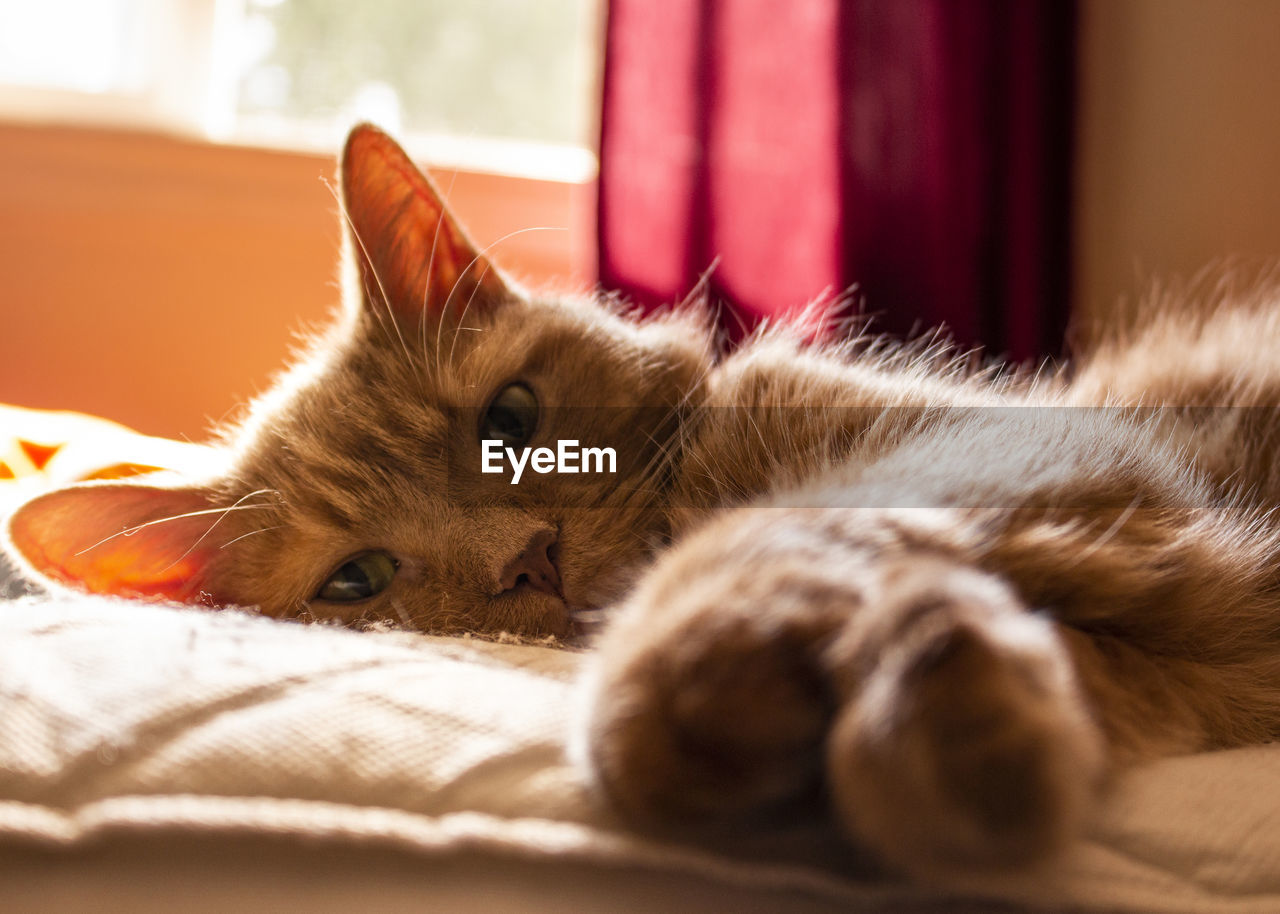CLOSE-UP OF A CAT RESTING ON BED