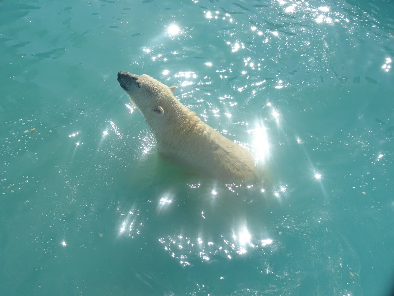 High angle view of polar bear swimming in sea during sunny day