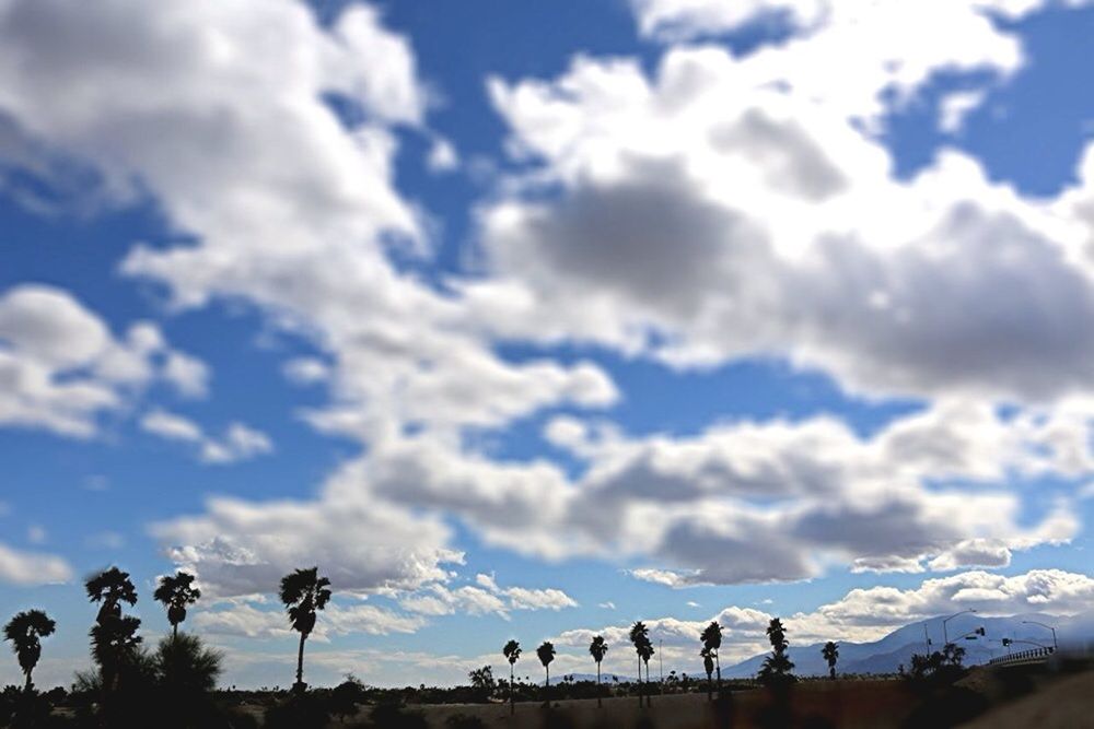 Silhouette palm trees on field against cloudy sky