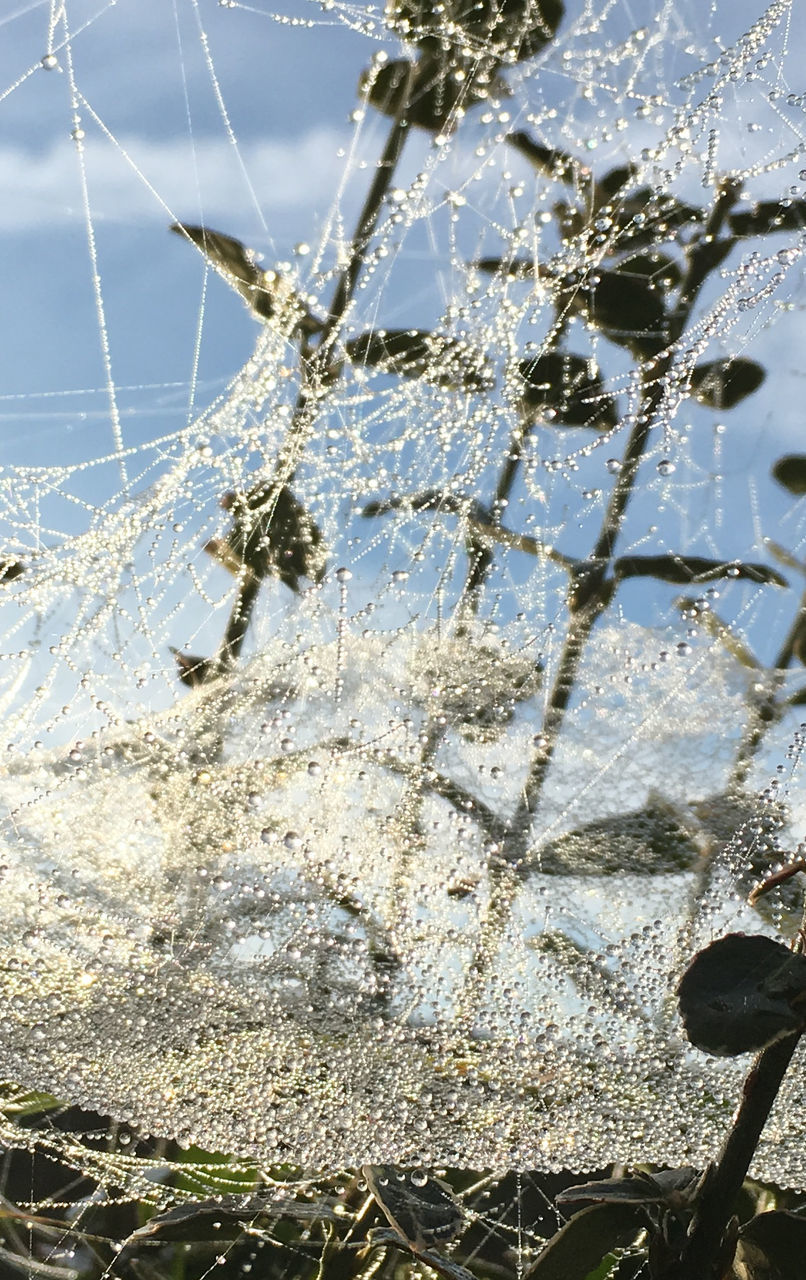 CLOSE-UP OF PLANTS AGAINST THE SKY