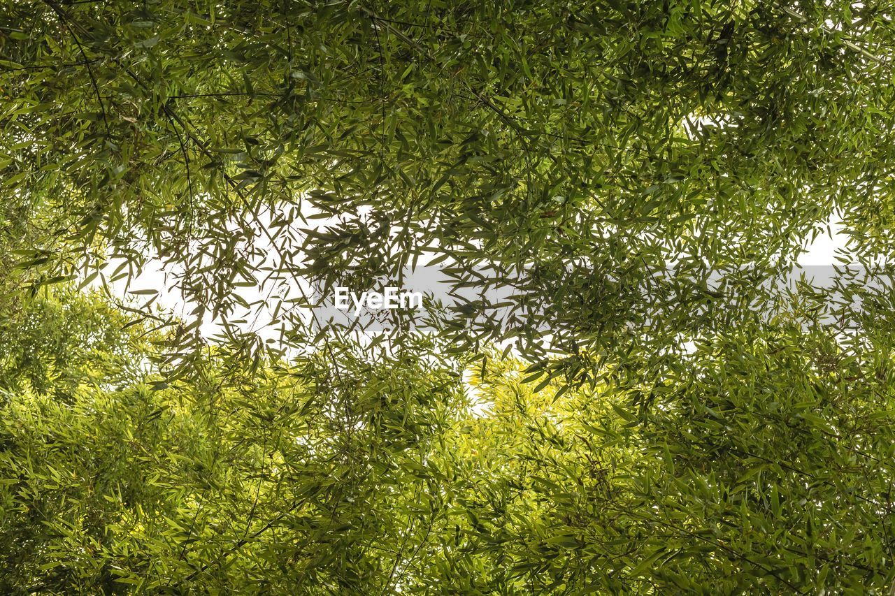 Low angle view of lush trees