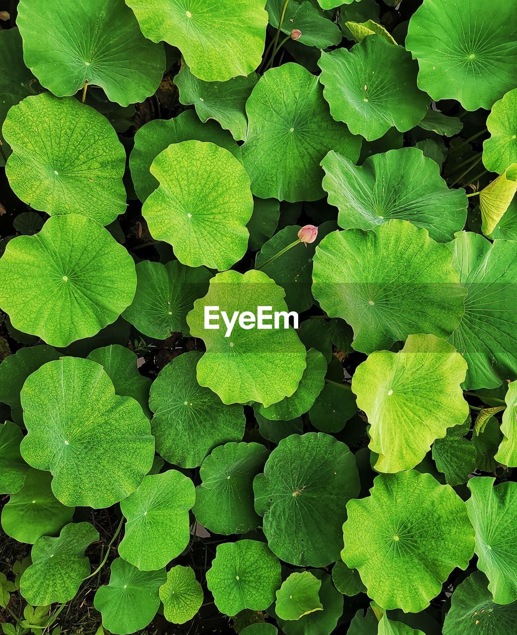 CLOSE-UP OF GREEN LEAVES