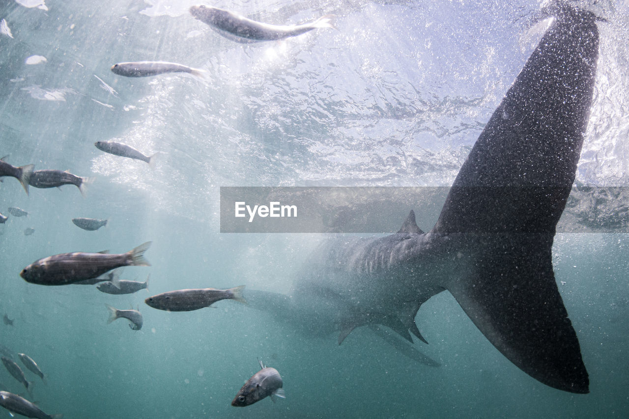 VIEW OF FISH SWIMMING UNDERWATER