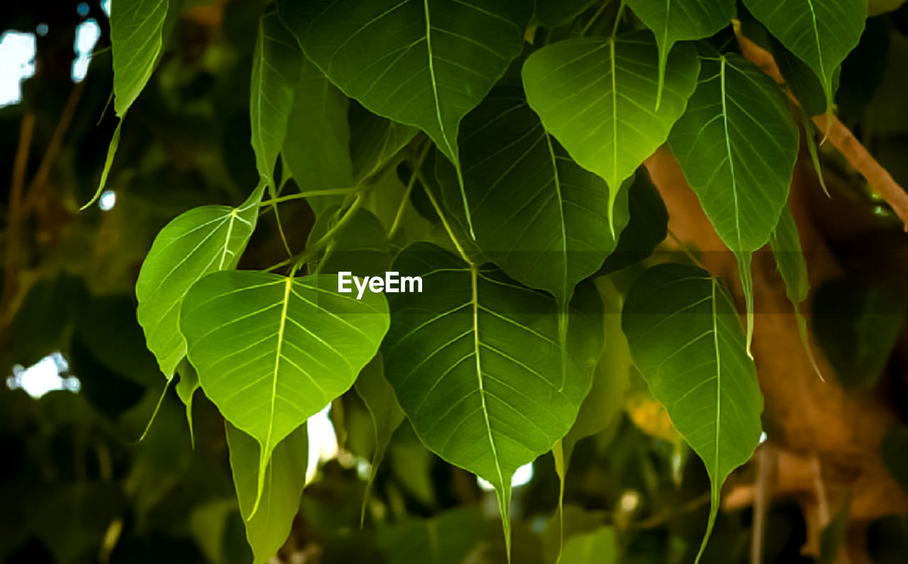 Close-up of leaves against blurred background