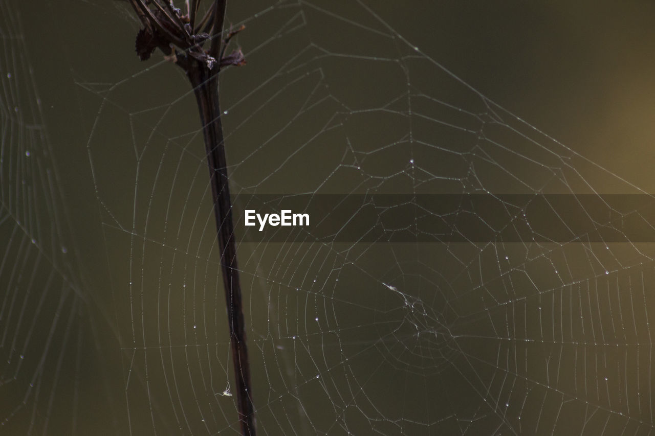 Close-up of spider web