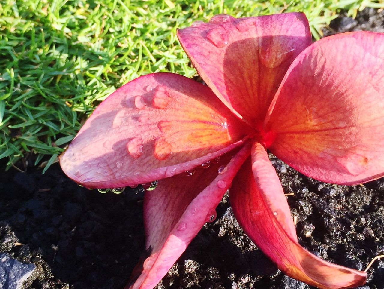 CLOSE-UP OF PINK FLOWER PLANT