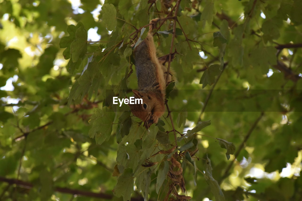 BUTTERFLY ON A TREE