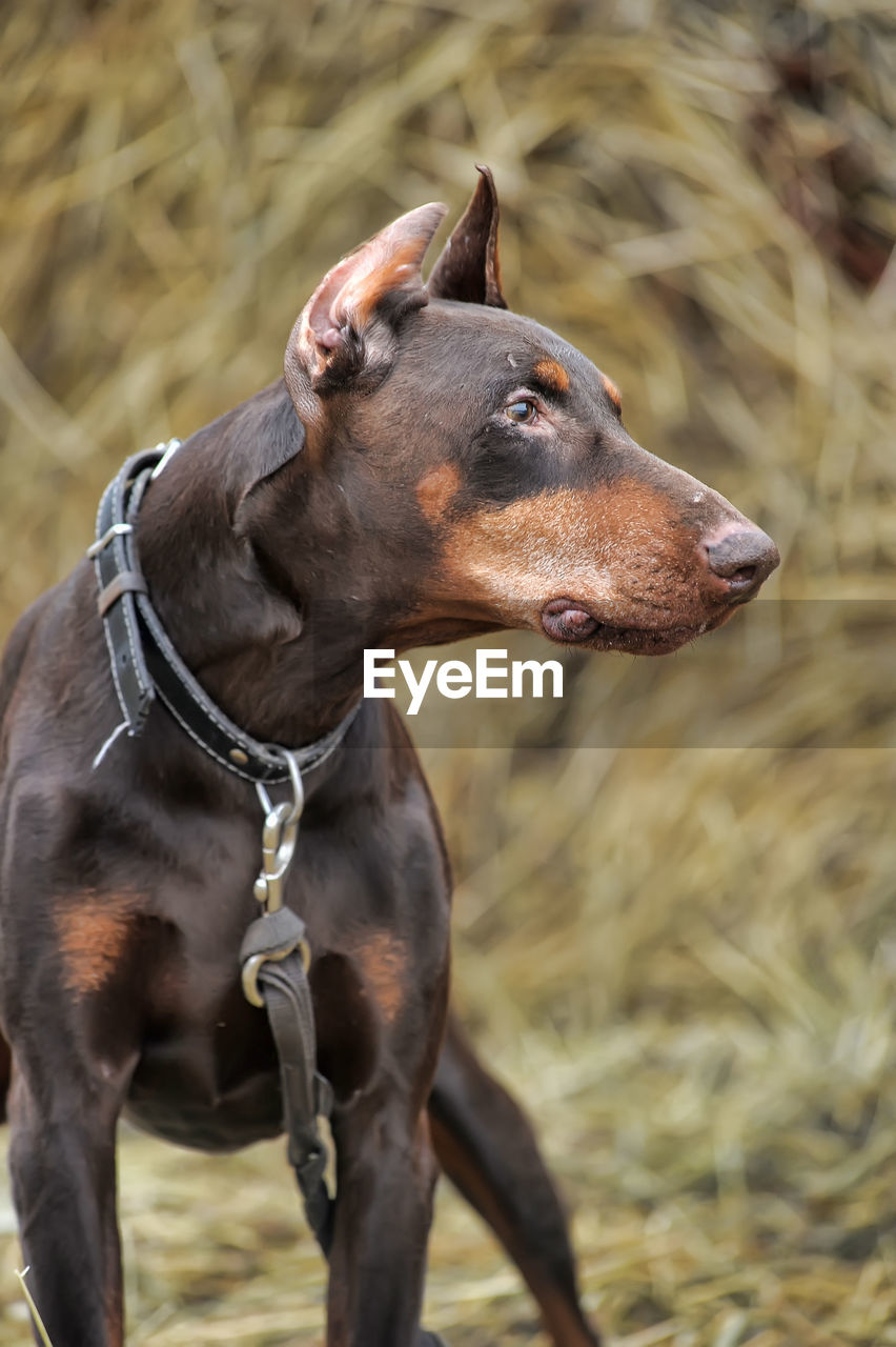 CLOSE-UP OF A DOG LOOKING AWAY ON FIELD