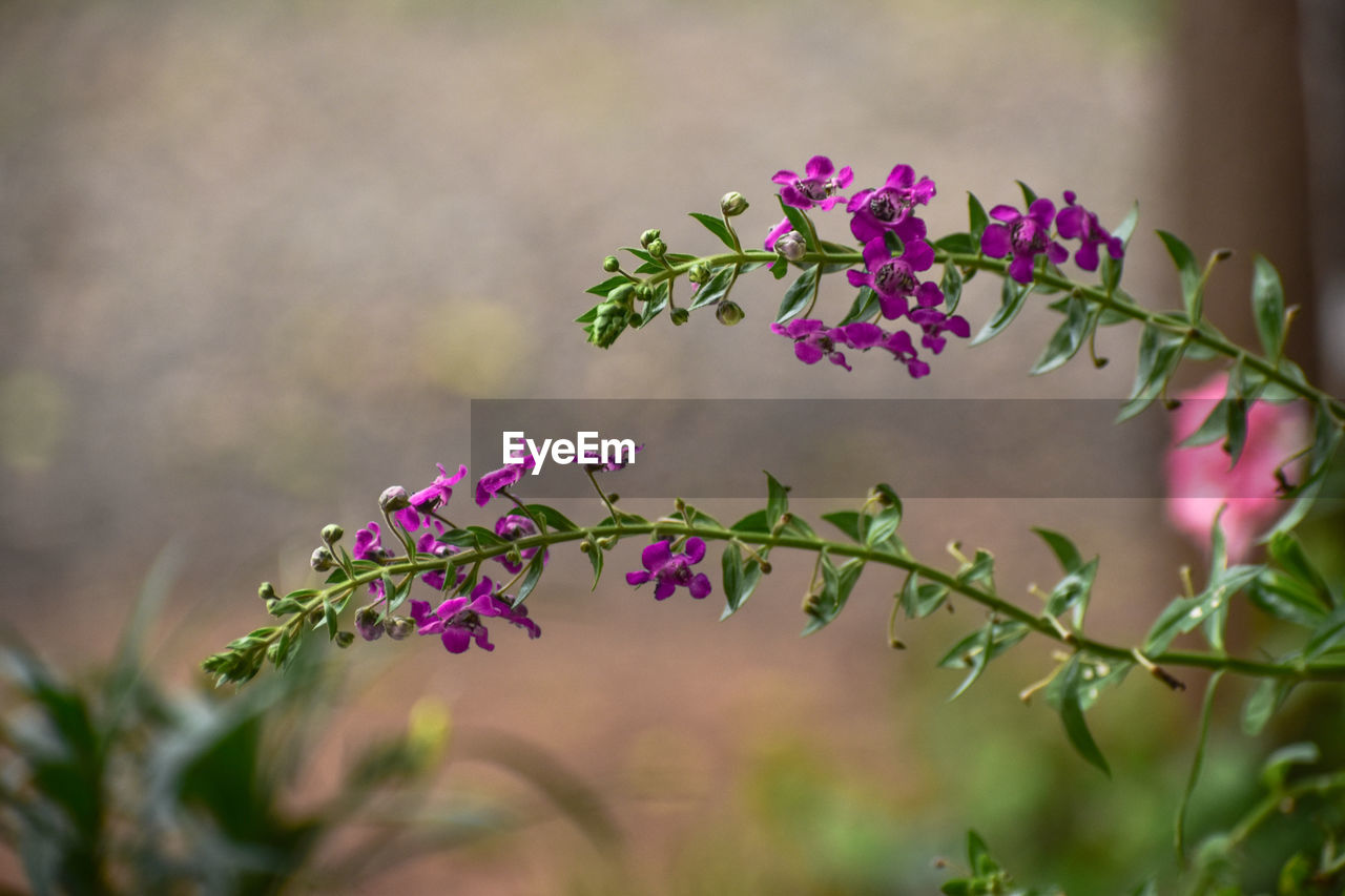 CLOSE-UP OF PINK FLOWERING PLANT AGAINST BLURRED BACKGROUND