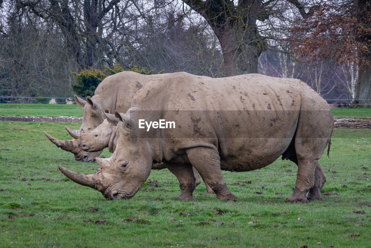 SIDE VIEW OF GIRAFFE ON FIELD