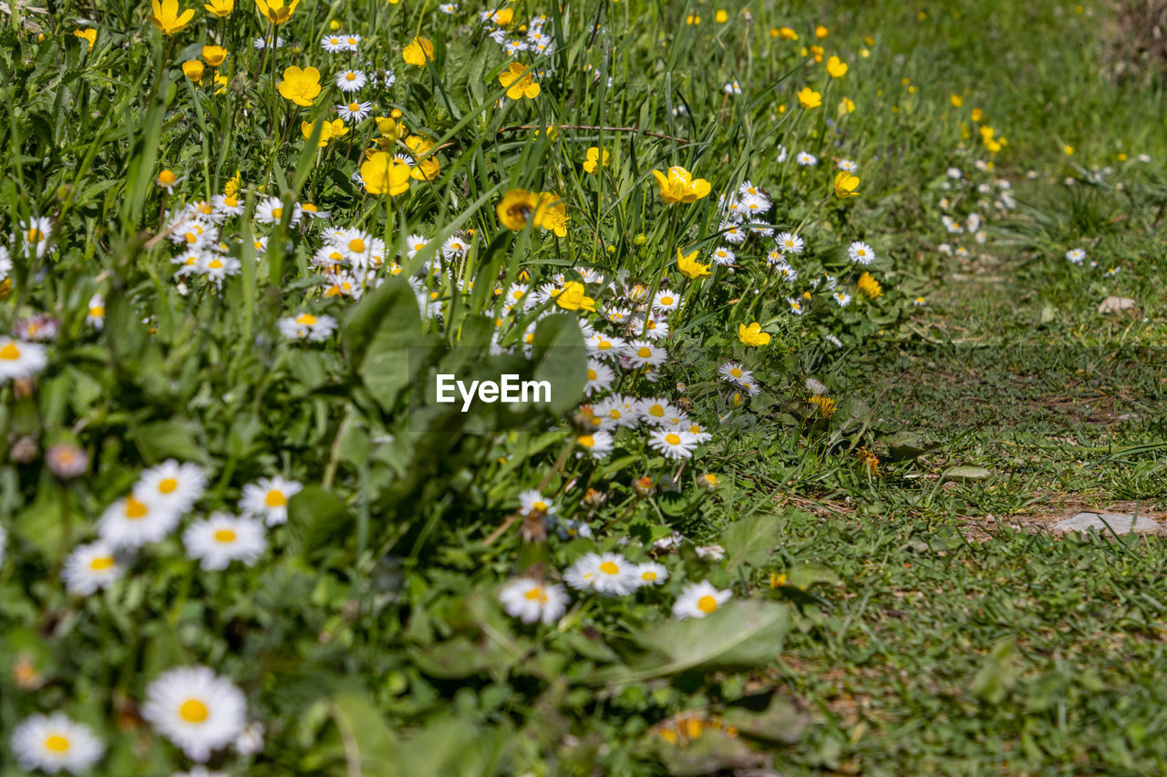 View of flowering plants on field