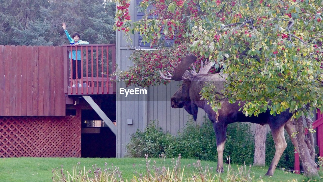 Girl waving hand to moose at zoo